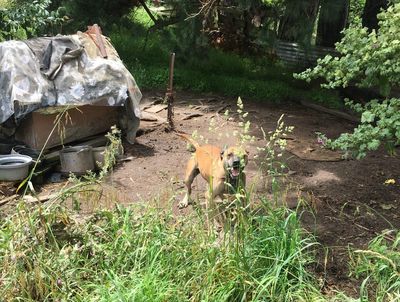 The call goes unanswered: SPCA continues to rally Kiwis to demand change for chained dogs