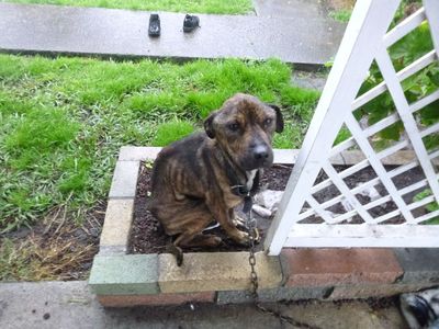 Rattling the chain – we’re still crying out for change 