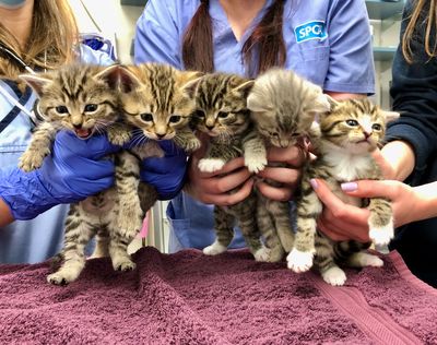 SPCA launches two-year desexing campaign to prevent more than 100,000 unwanted animals  