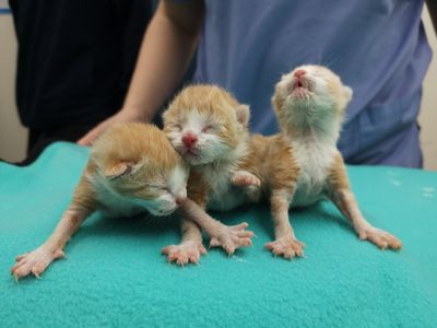 Spring signals fresh vulnerabilities for animals far and wide