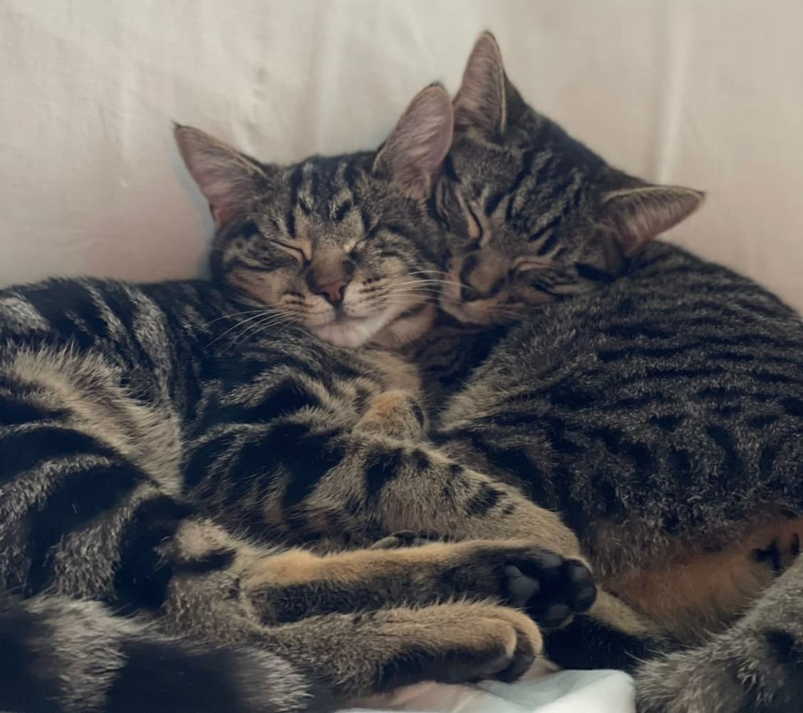 Happy adoption story: Tiger and Boba