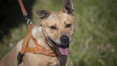 After two years of waiting, Sam has found a home.