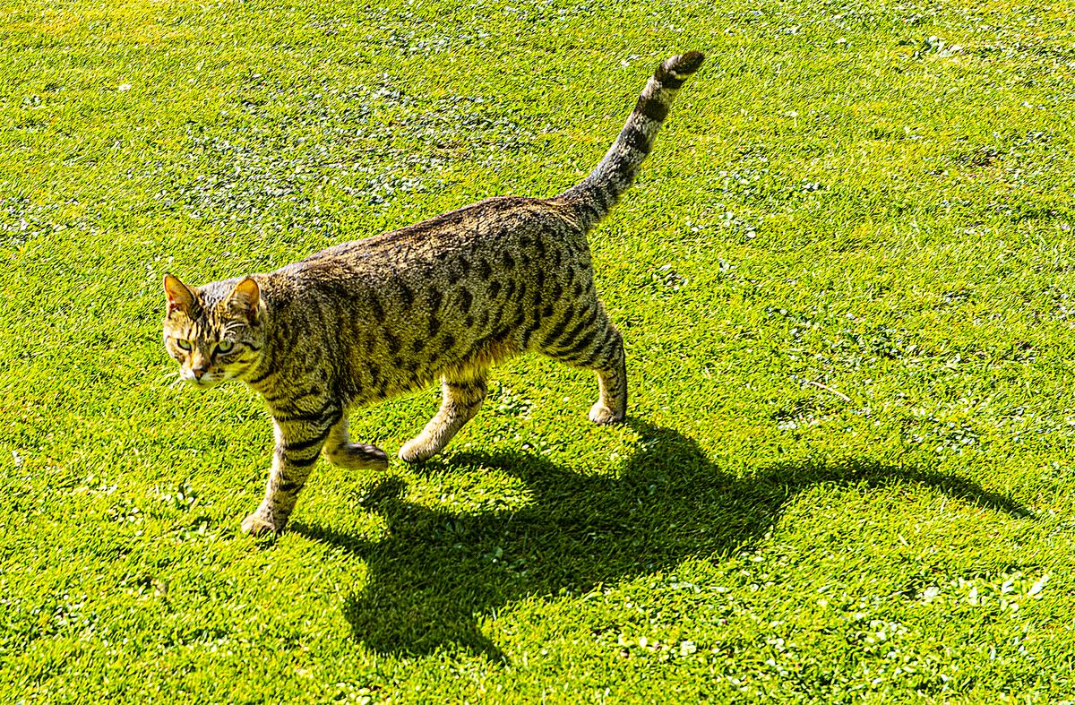 Tui • SPCA New Zealand