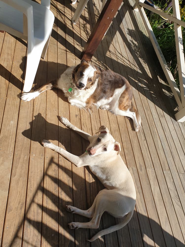 Happy adoption story: Rusty and Nala