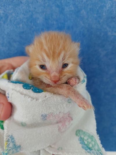Urgent call for fosters as SPCA soon to expect more than 1,500 kittens per month 