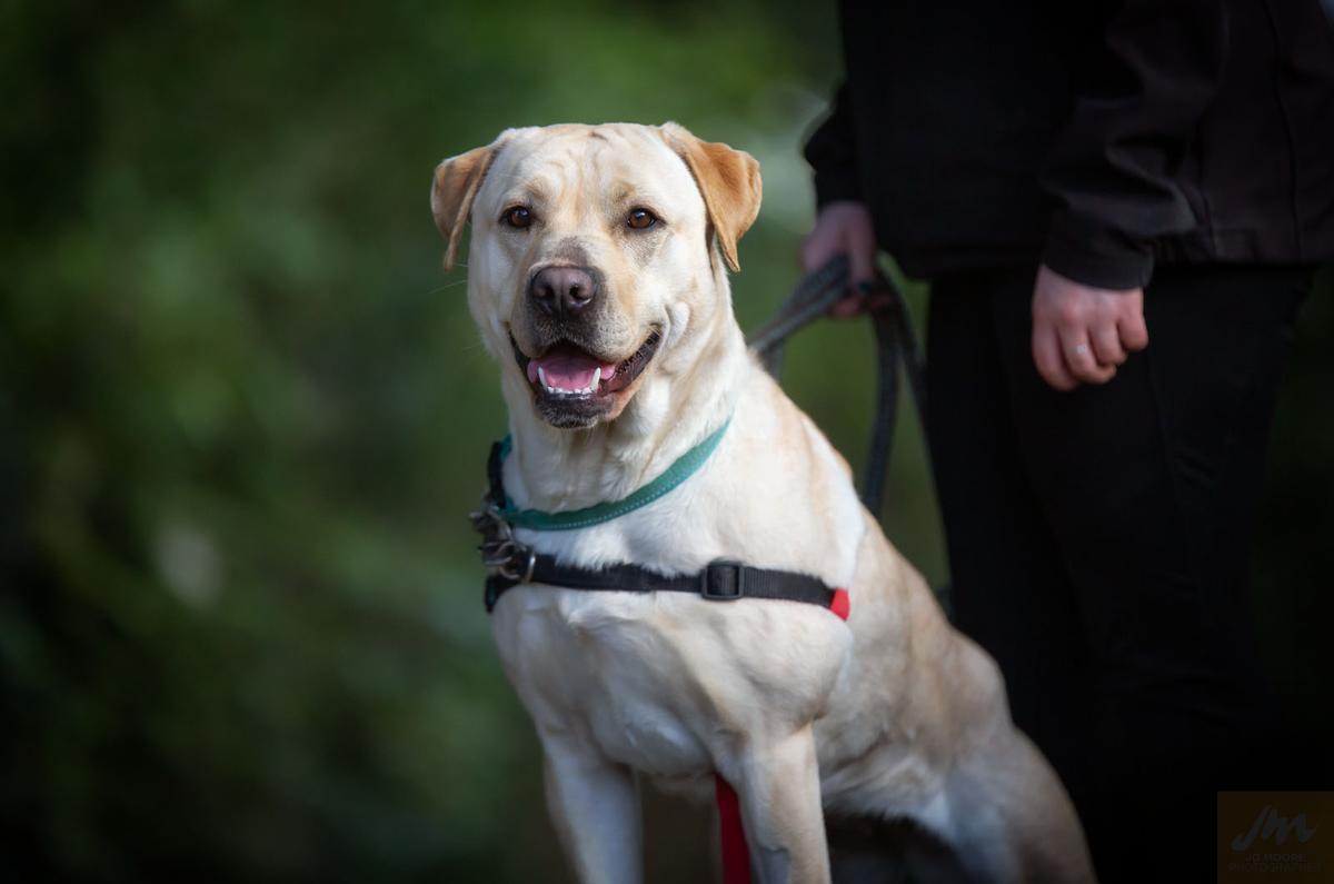 Foster parent - Dogs