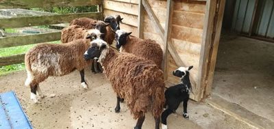 Positive impact felt from the SPCA Desexing Grant