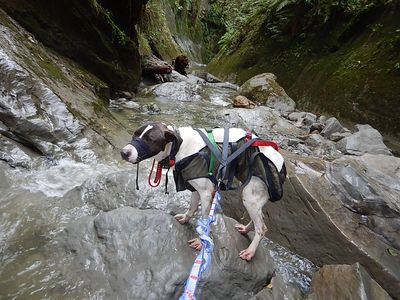 Helping animals in crisis – life as a technical rescue coordinator