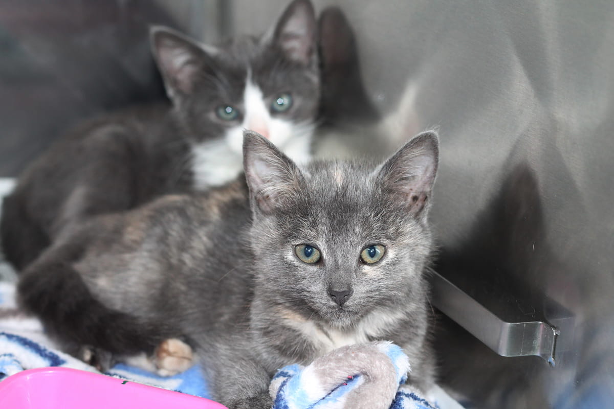 Gallery image: Kittens Available For Adoption - Mangere