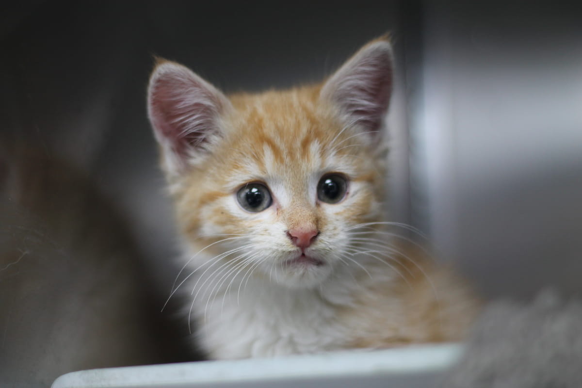 Gallery image: Kittens Available For Adoption - Gisborne