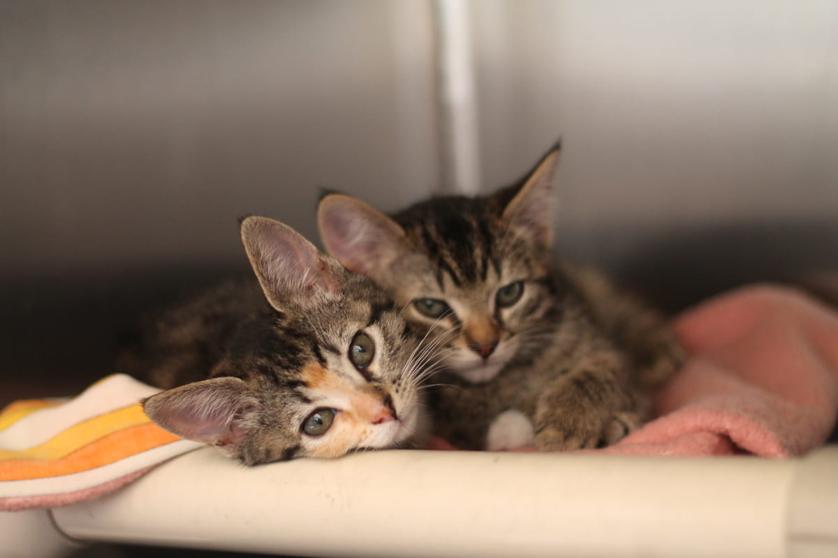 Gallery image: Kittens Available For Adoption - Gisborne