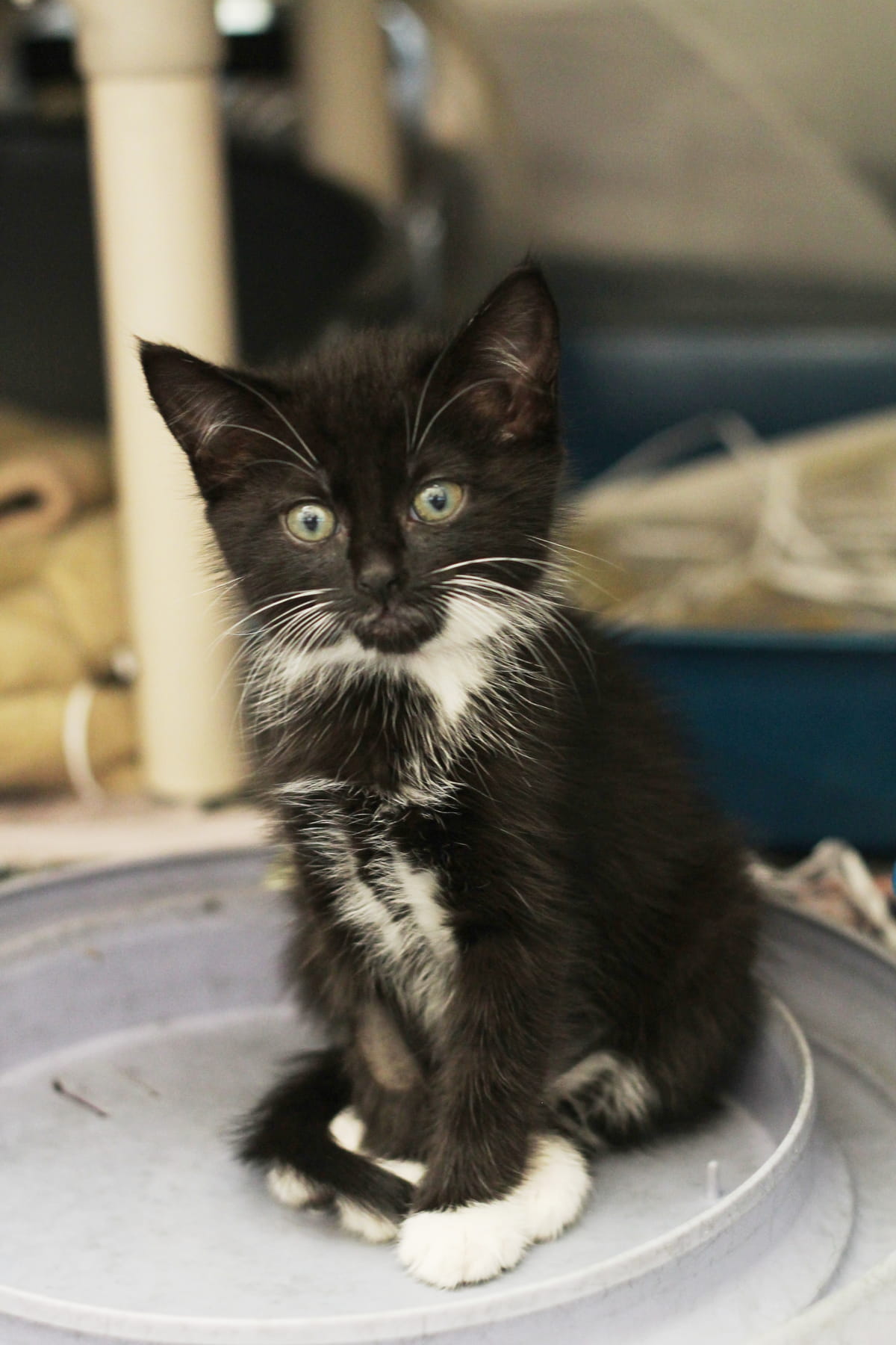 Gallery image: Kittens Available For Adoption - Masterton