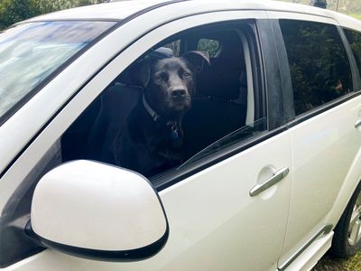 SPCA appealing to owners not to leave dogs in cars during sizzling summer