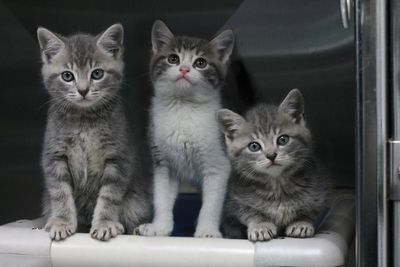 Kittens Available For Adoption - Christchurch