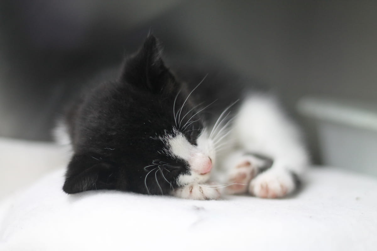 Gallery image: Kittens Available For Adoption - Wellington