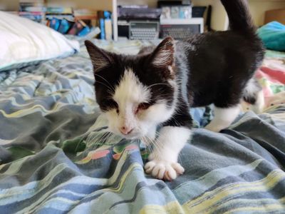 From rescued to rehomed: Pearl's story