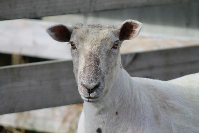 Counting sheep – revealing the truth about our woolly friends