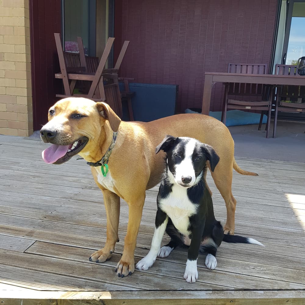 Happy adoption story: Roxy and Possum