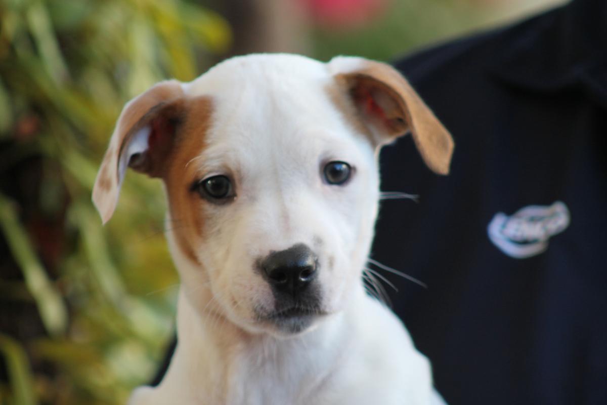 New animal welfare regulations announced – what this means for SPCA