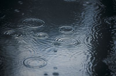 North Island flooding: What pet owners need to know