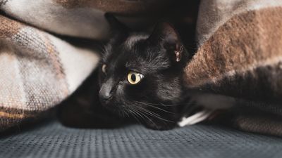 Cyclone Gabrielle - Information for animal owners