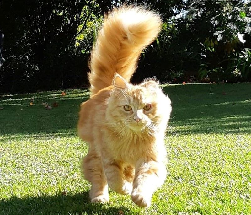 This cat had severe burns, but recovered after receiving treatment from SPCA.