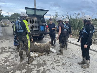 SPCA responds in the wake of Cyclone Gabrielle devastation