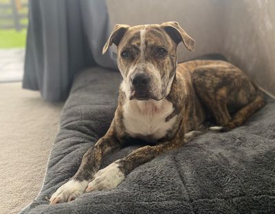 From rescued to rehomed: Hugo's story