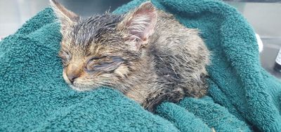 From rescued to rehomed: Chance's story