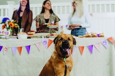 SPCA Treat Week is back and sweeter than ever