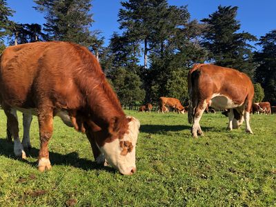 Ban on live exports finally comes into effect