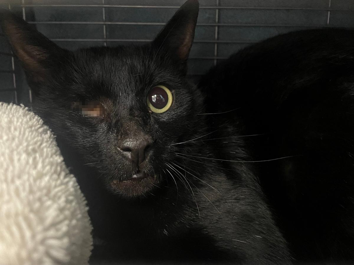 From rescued to rehomed: Steve's story