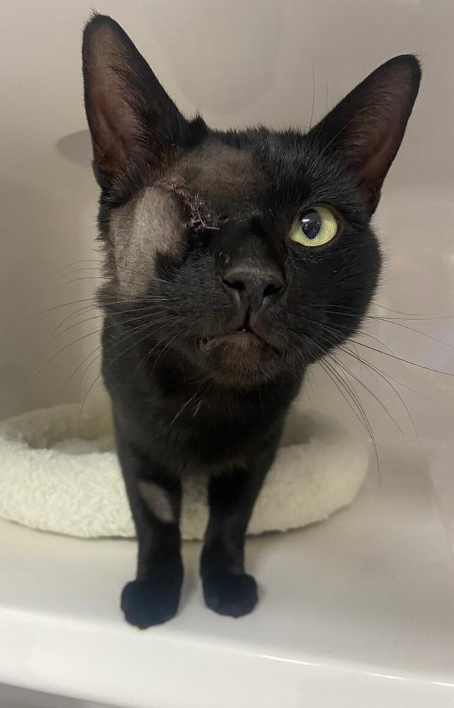 It was clear that Steve was much more comfortable after spending some time in our care. 