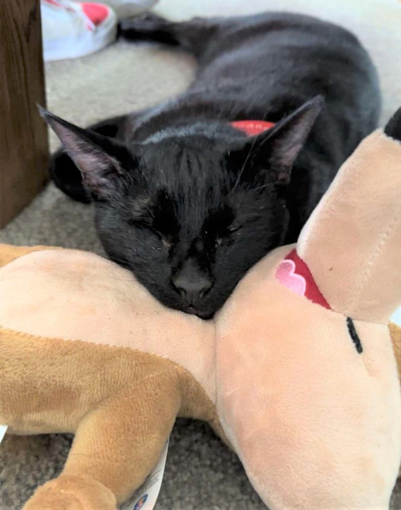 Steve found happiness in his loving forever home.