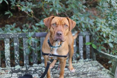 SPCA to fund desexing of 600 Northland animals as part of a joint desexing campaign