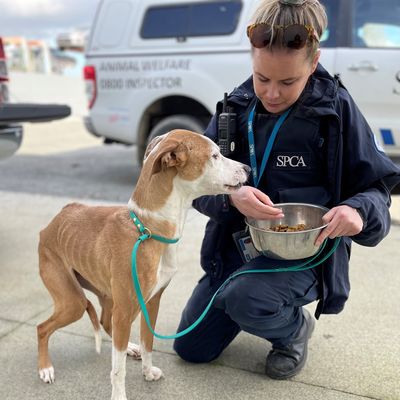 A group effort: tackling animal cruelty in New Zealand