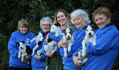 SPCA celebrates its outstanding volunteers in 2023 SPCA Purina National Volunteer Awards 