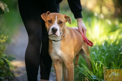 SPCA signs petition for mandatory desexing of dogs in New Zealand
