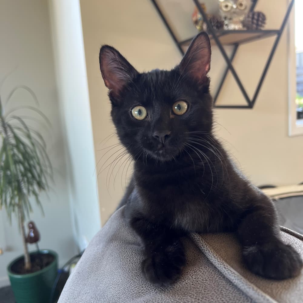 Happy adoption story: Figaro