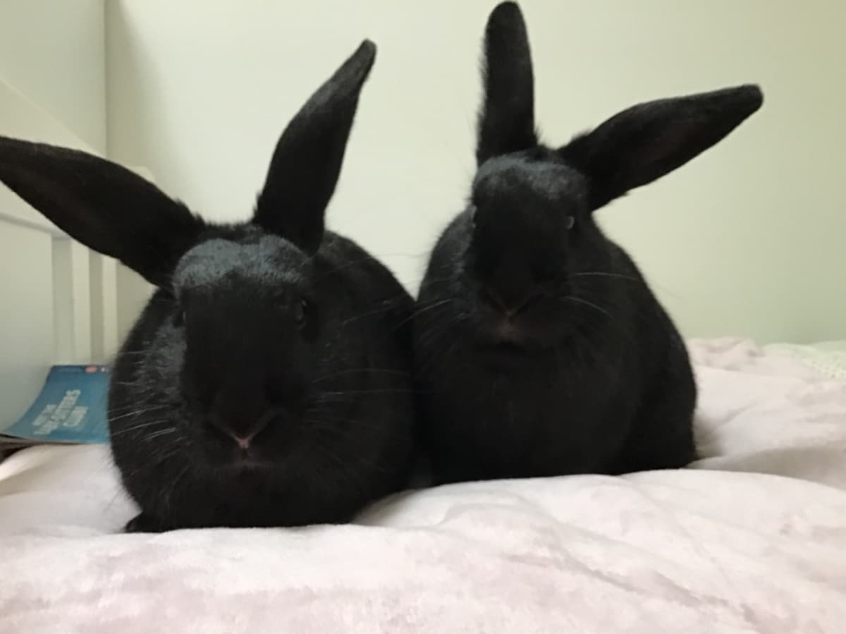 Happy adoption story: Bonbon & Coco