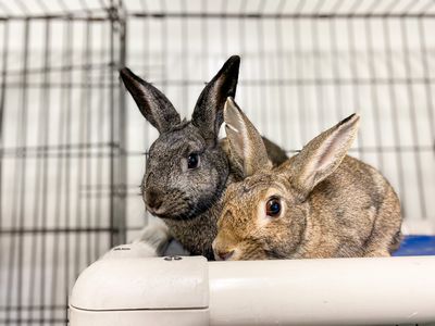 Codes of Welfare for companion animals – when can you have a say? 