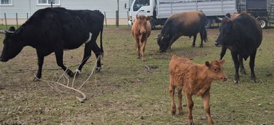 More than 120 animals found on woman’s property despite disqualification order