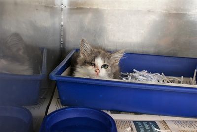 From rescued to rehomed: Keira's story