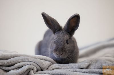 SPCA supportive of a “prompt and substantive review” of all animal welfare secondary legislation  