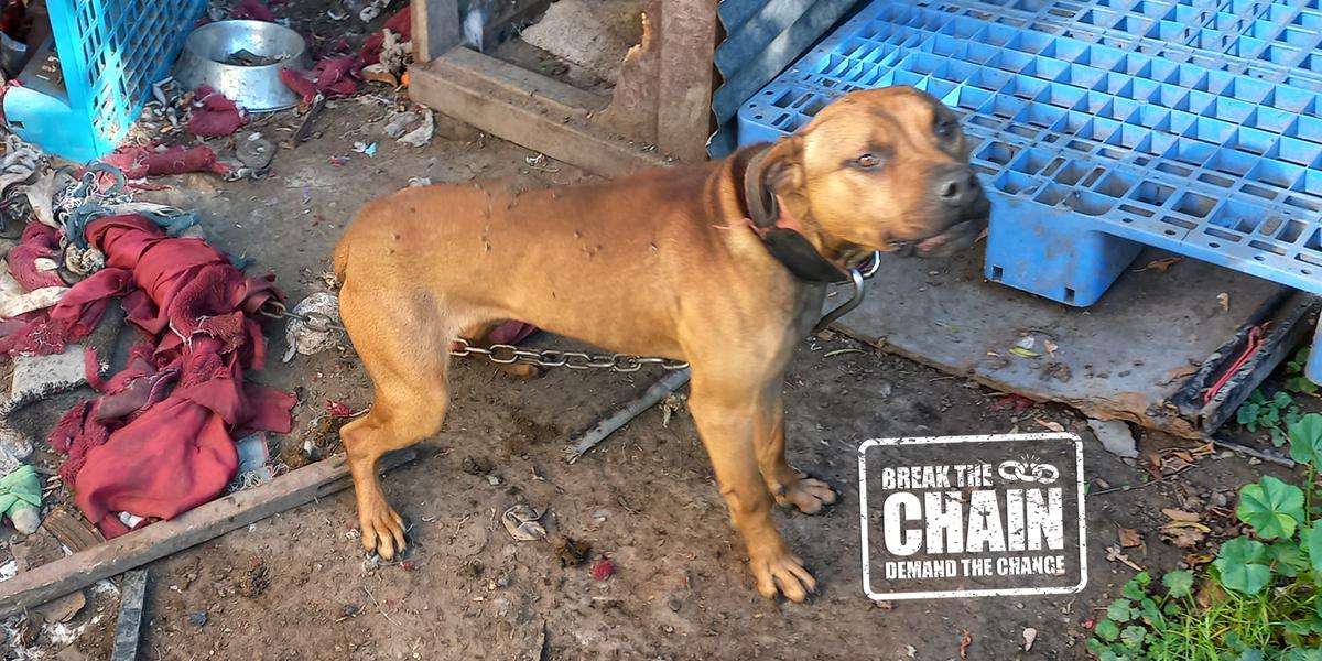 Government drags the chain on improving lives of thousands of dogs