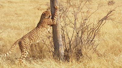 Rona’s Roar; SPCA Inspector Kevin spends two weeks in Africa 