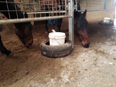 SPCA prosecutes man whose horses ate own faeces due to lack of food  