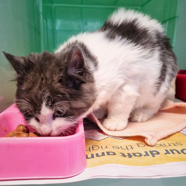 SPCA kitten recovering