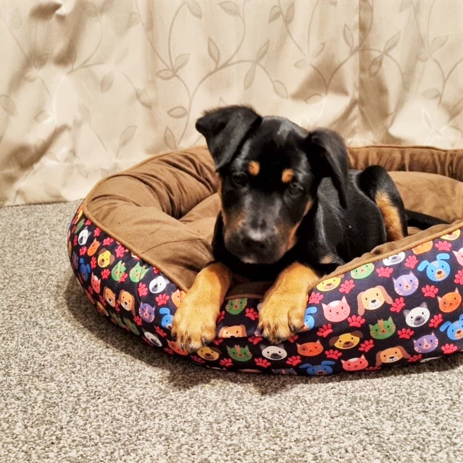 Happy adoption story: Juno