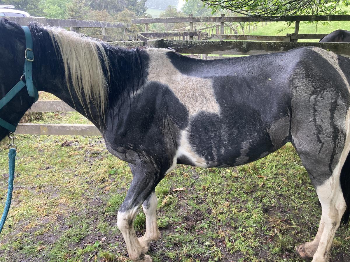 Man ordered to forfeit three horses over neglect  